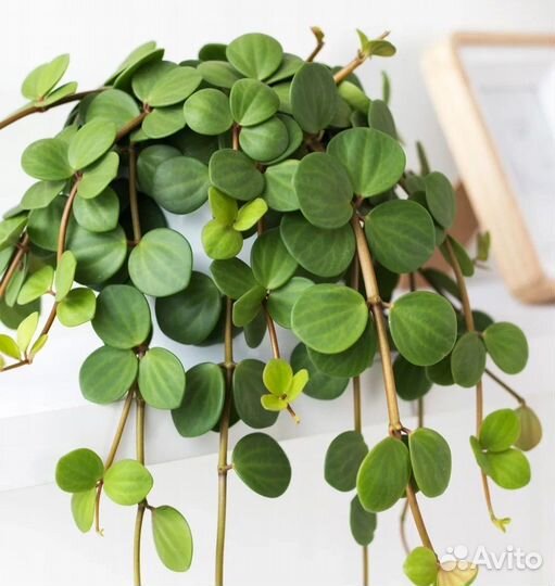 Комнатные растения цветы