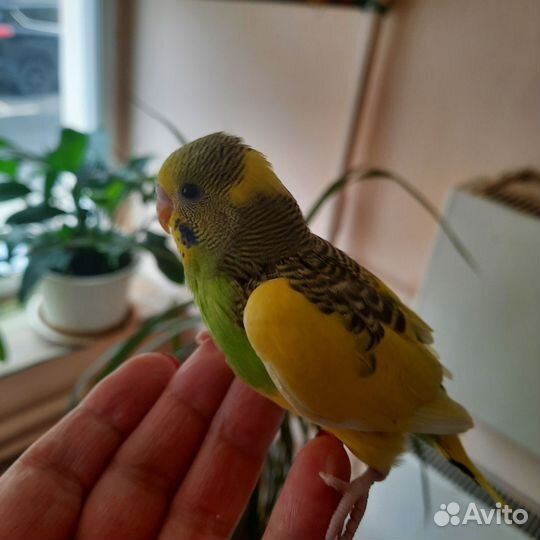 Птенцы волнистый попугай