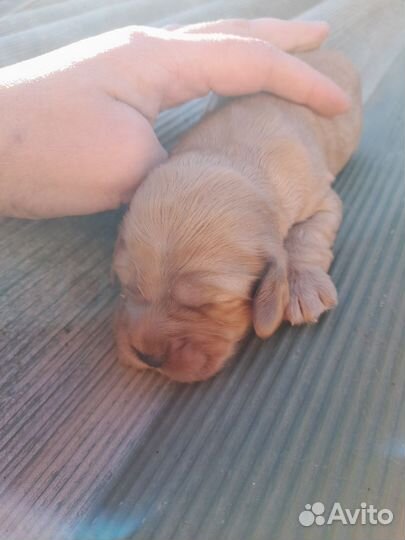 Английский кокер спаниель