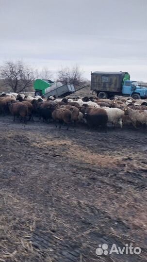 Овцы, бараны, ягнята