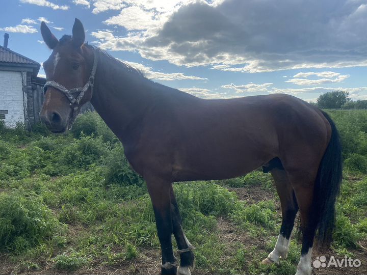 Продам жеребца 3-летка
