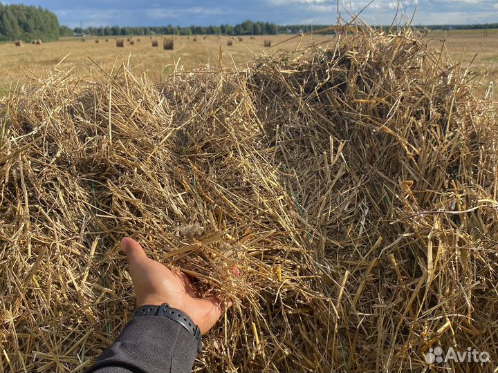 Солома овсяная и пшеничная доставка