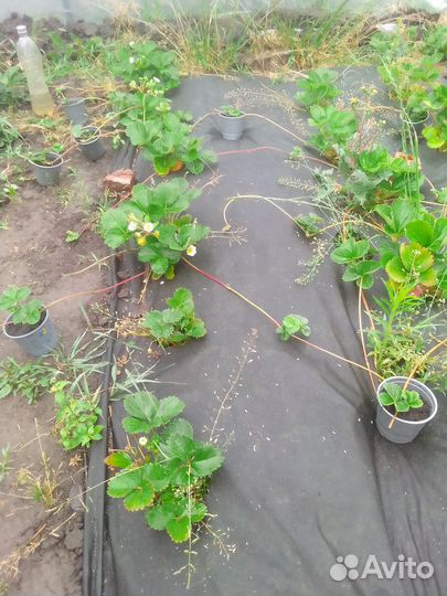 Ремонтантная земляника саженцы.Без усая Под заказ