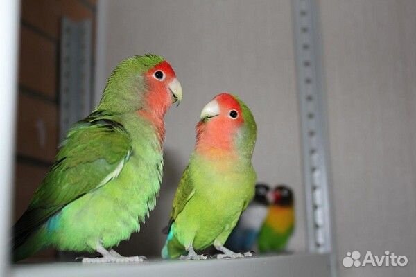 Попугай неразлучники с клеткой мальчик и девочка