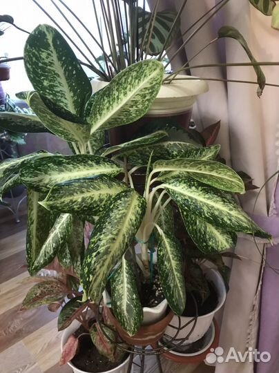 Аглаонема вайт рэйн