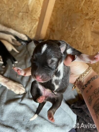 Щенки хаски помесь