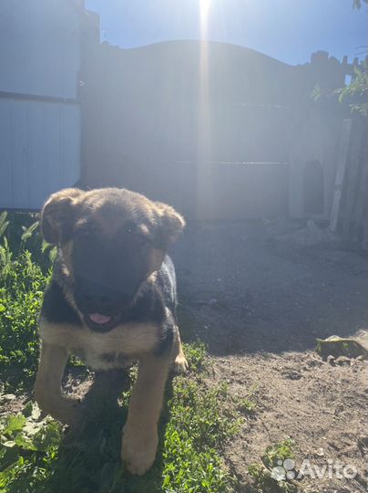 Щенок немецкой овчарки, девочка. В хорошое руки