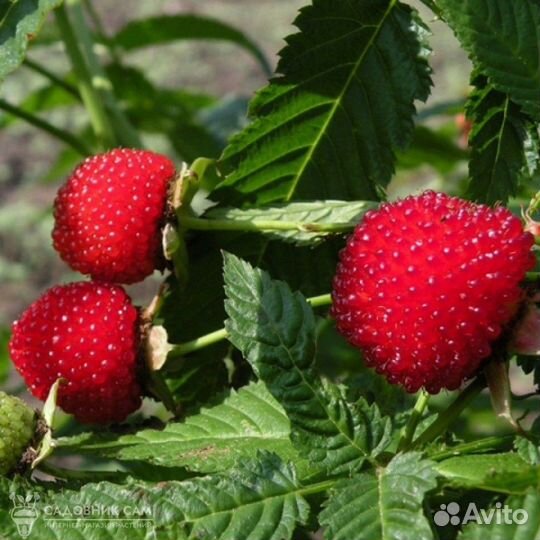 Розы. Саженцы растений