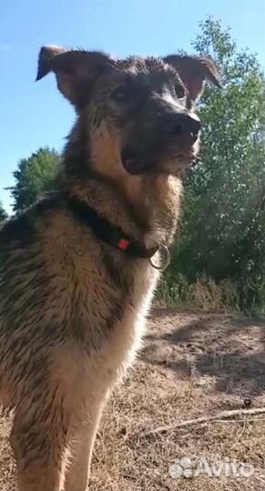 Паоло-Руди ищет хозяина