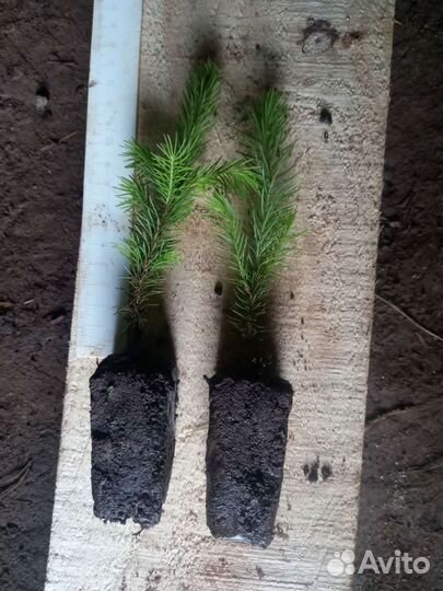 Сосна елка окс зкс