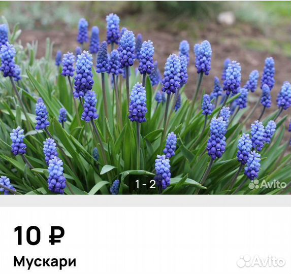 Домашние цветы