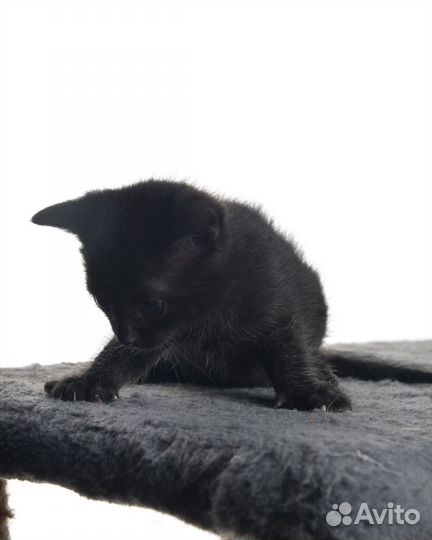 Котенок черный