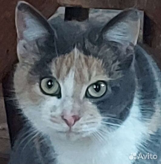 Котики ищут свой дом