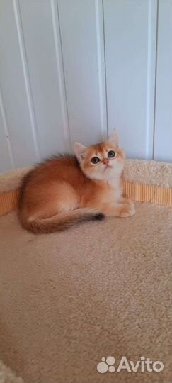Золотые шиншиллы котята