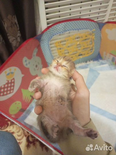 Шотландские котята