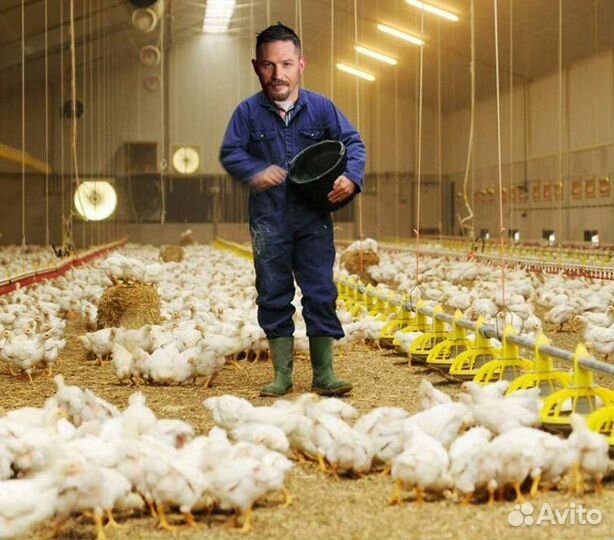 Птицевод на птицефабрику