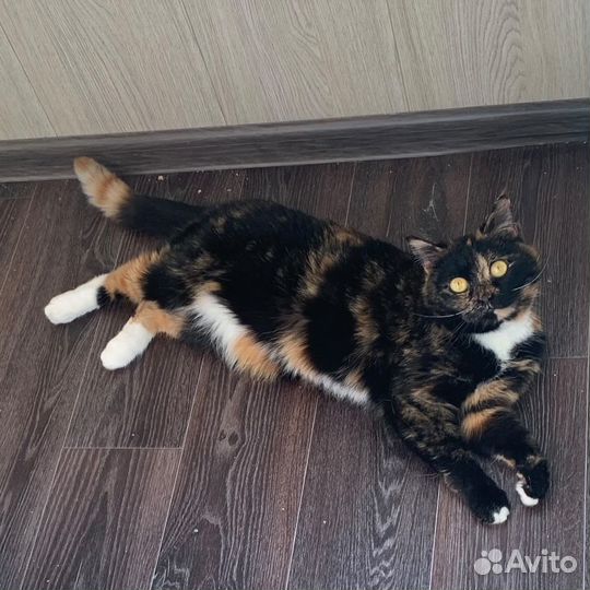 Кошка Тося ищет дом