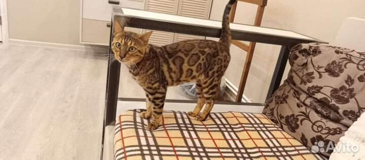 Бенгальский кот вязка
