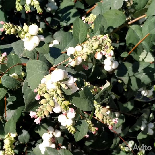 Снежноягодник Спирея иволистная рябинолистная