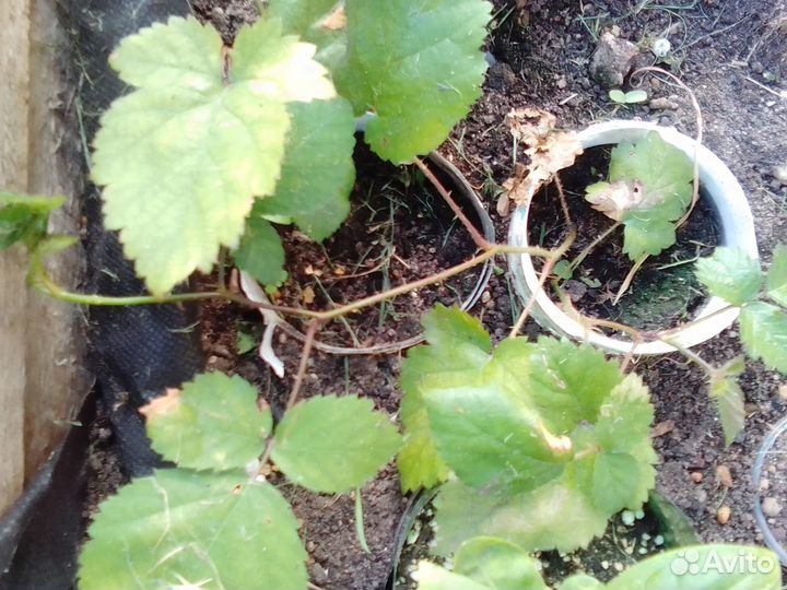 Саженцы ежевики Агавам зкс