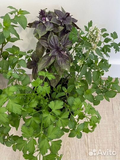 Огород на окне (Прованские травы)