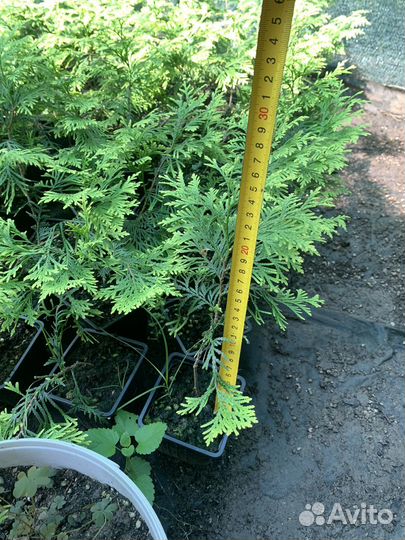 Саженцы туи