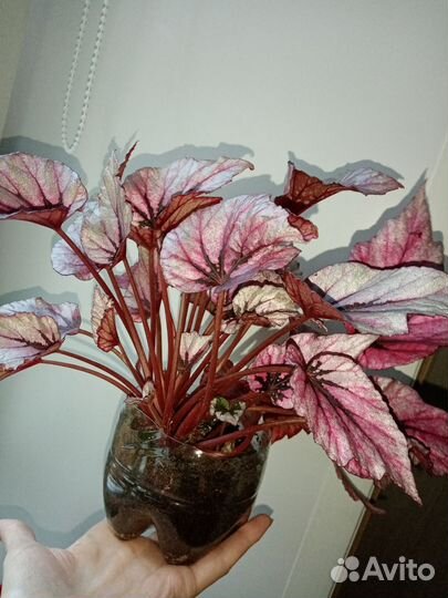 Бегония блэд