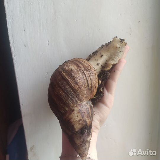 Ахатина ретикулята альбино боди