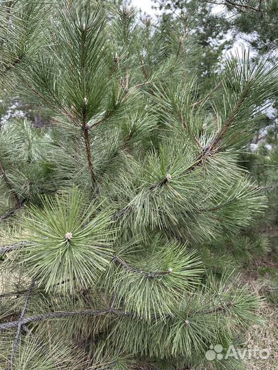 Крымская сосна