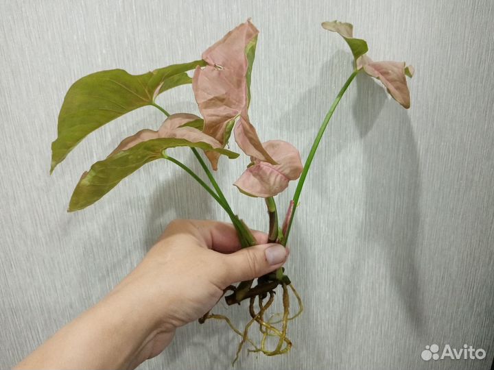 Комнатные растения