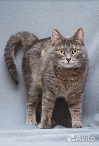 Кошка Леди Мэри ищет дом