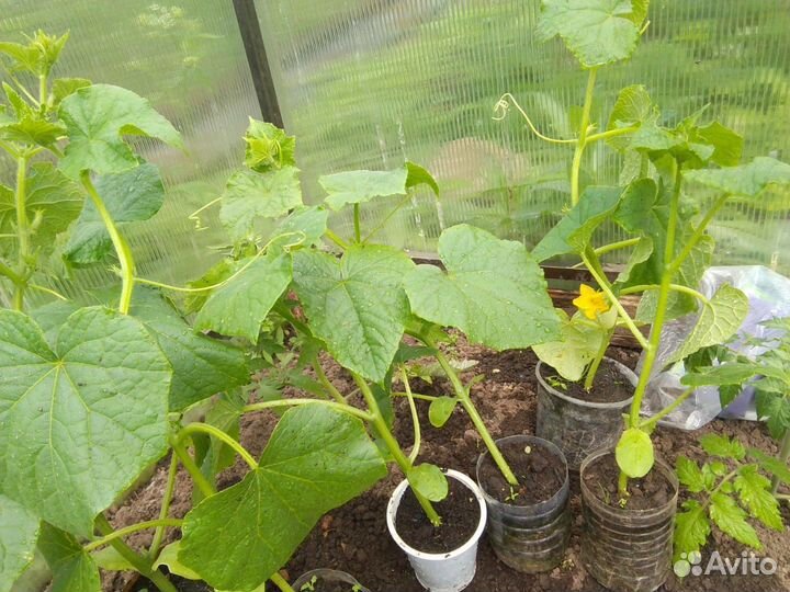 Рассада огурцов