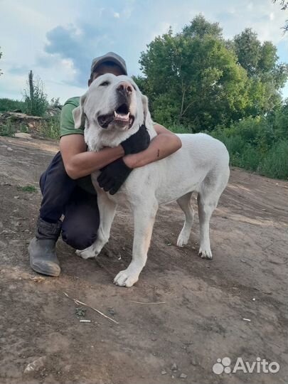 Лабрадор девочка в хорошие руки
