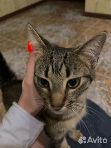 Кошечка в добрые руки