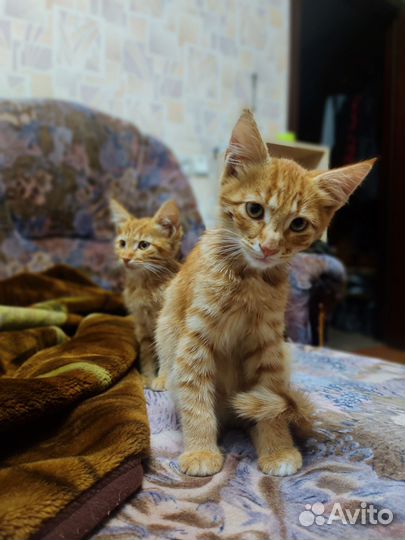 Рыжие котята