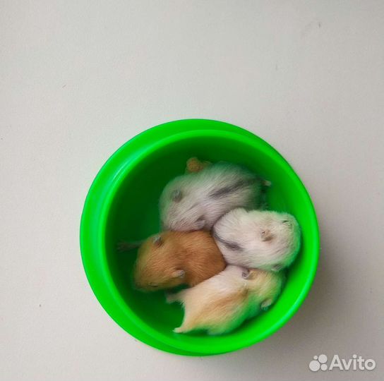 Хомяк малыши самые красивые