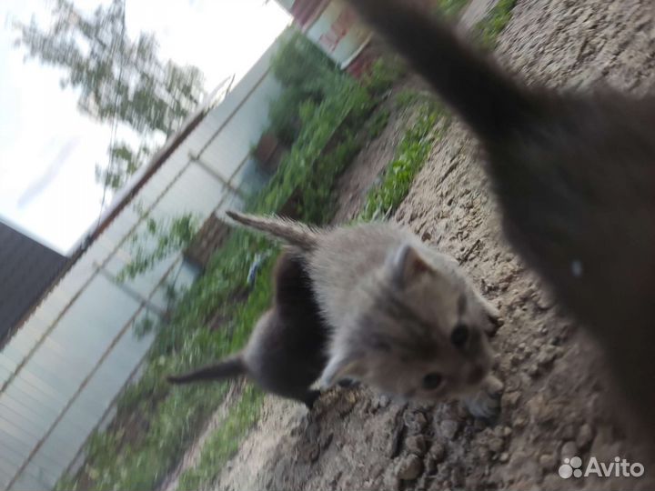 Британские котята