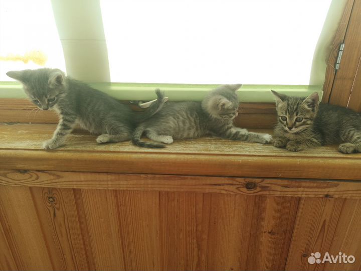 Котята