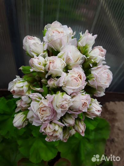 Пеларгонии сортовые