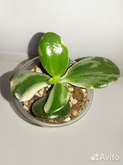 Crassula