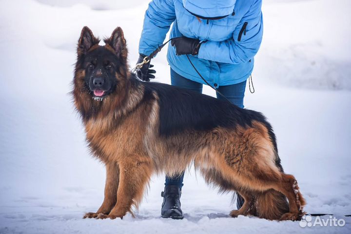 Немецкая овчарка вязка кабель