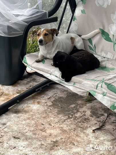 Вязка кобель джек рассел