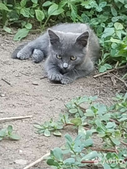 Отдам в добрые руки котят