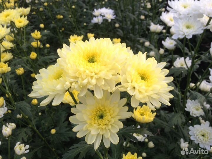 Хризантема на срез оптом