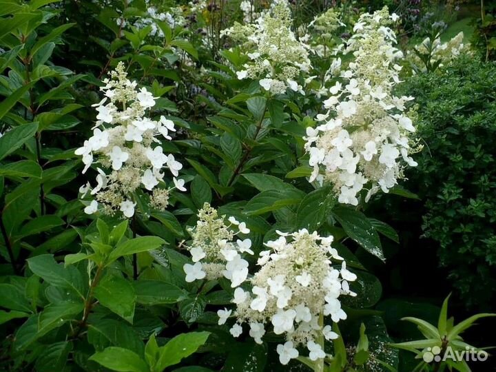 Гортензия метельчатая Pee Wee/С55/65