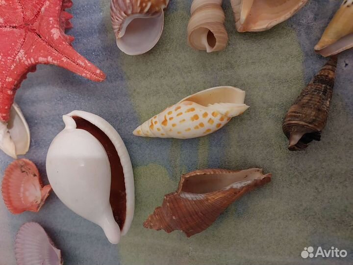 Морские ракушки раковины