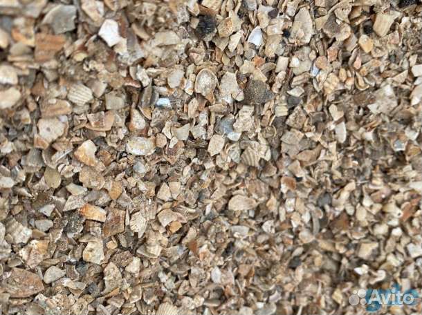 Ракушка морская кормовая