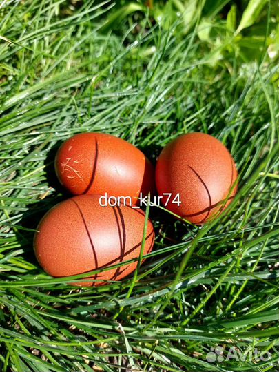 Куры Маран. Лакеданзи. Фавероль