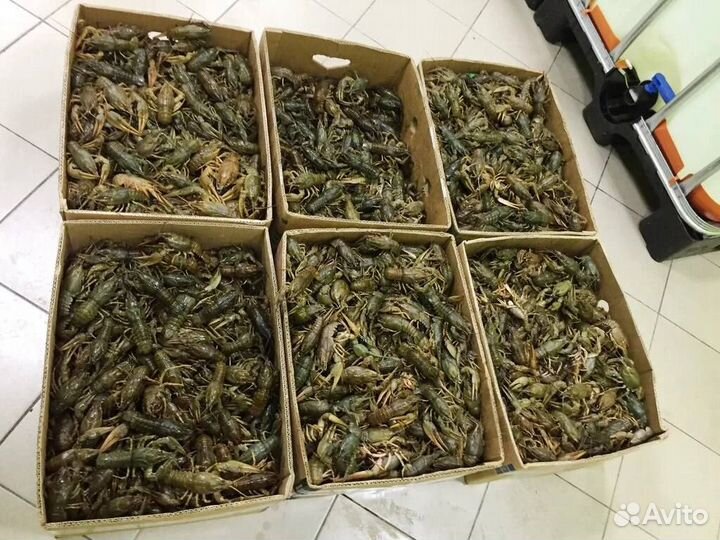 Живые раки оптом и в розницу