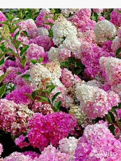 Где купить гортензию Гортензия/гортензии